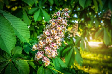 Baharda açan kestane ağacı, gün batımında açan güzel ağaç.