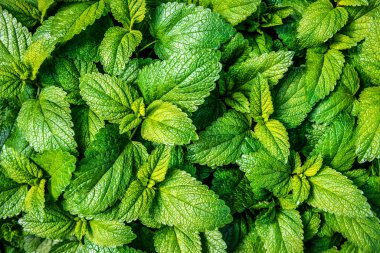 Yeşil Melissa Bitkisi. Bahçede limon merhemi. Melissa yaprağı. Organik tarım