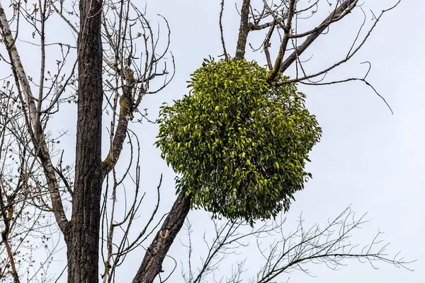 Stock image Christmas green mistletoe ball on a bare tree