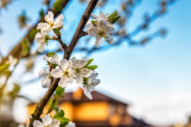 Gün batımında ya da gün doğumunda güzel beyaz kiraz çiçekleri