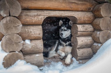 Şirin mavi gözlü köpek kulübesinde dinleniyor ve kışın yağan karı seyrediyor.