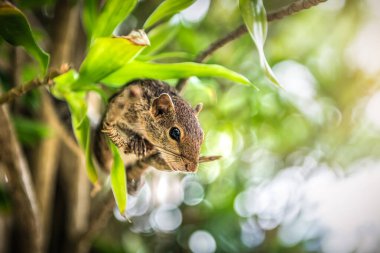 Ağaçtaki şirin sincap portresi. Hayvan teması