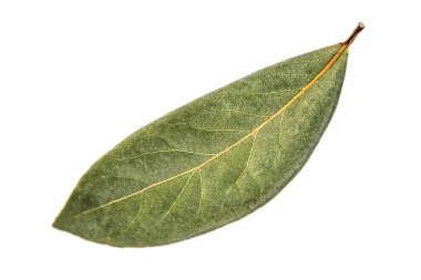 Kuru Defne defne yaprağı beyaz arka plan üzerinde izole
