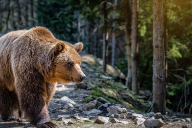 Carpathian dağlarındaki güneşli ormanda vahşi kahverengi ayının portresi