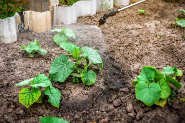 Hastalıklardan ve haşerelerden elde edilen yeni yeşil salatalık yapraklarının elle püskürtülmesi. Tarım teması