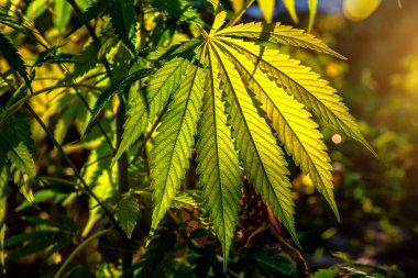 Marihuana yaprakları, güneş ışığında kenevir bitkileri, kenevir tarlası. Sağlık ve Tıbbi Tema