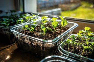 Pencere eşiğinde güneş ışığında yeni fideler yetişiyor.