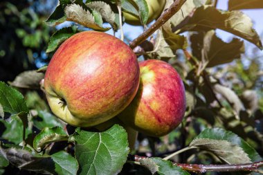 Dal üzerinde olgun sulu elmalar güneş ışığı altında organik meyve bahçesinde