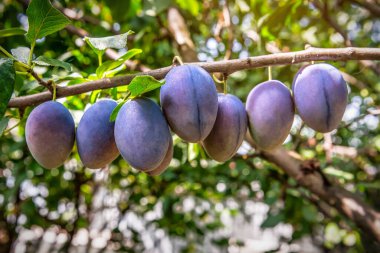 Gün batımında meyve bahçesinde olgun organik mavi erikler