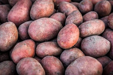 Kıpkırmızı organik patates yığını.