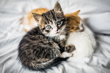 Beyaz arka planda dinlenen üç sevimli tüylü kedi yavrusu.