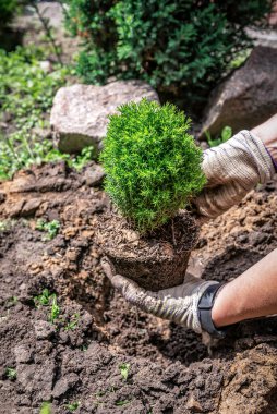 Kadın elinde dekoratif ağaç fideleri ardıç, thuja, köknar, her zaman yeşil bitkiler
