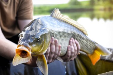 Fisherman holding beautiful big carp. Angling fish. Hobby and recreation theme