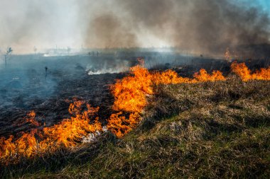 Tarlada yabani otlar yanıyor. Çevre sorunu