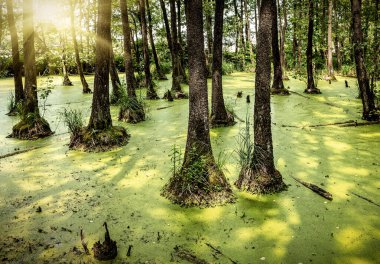 Vahşi güneşli ormanda bataklıktaki ağaçlar ve bataklık. Manzara olacak