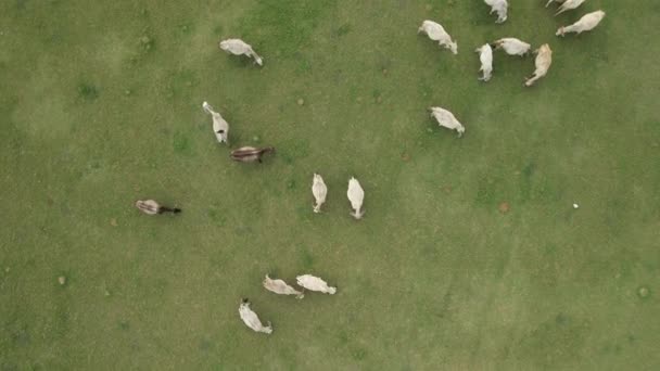 Les Vaches Paissent Dans Vaste Prairie Bord Beau Lac Pendant — Video