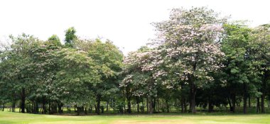 A view of beautifully blooming trees in a public park. clipart