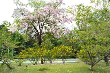 A view of beautifully blooming trees in a public park. clipart