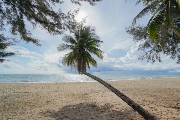 Chumphon Eyaleti, Tayland 'ın güzel kumlu plajı boyunca hindistan cevizi ağaçları