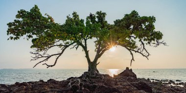 Gün batımı manzaralı, sahilde bir ağaç, akşamları çok güzel..