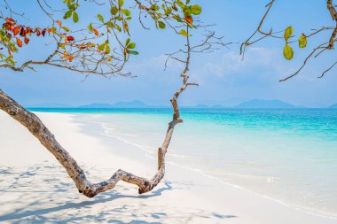 Ranong Eyaleti, Tayland, Asya 'daki Yarasa Adası' nda mavi suyu ve ayakta duran ağaçları olan güzel bir sahil.