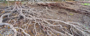 Kuru kökleri olan ölü bir ağaç kütüğü.