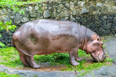 Su aygırı mutlu bir şekilde ot yiyor..