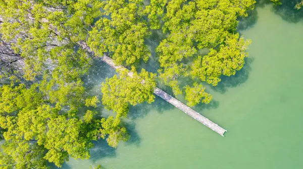 Güney Tayland, Asya 'daki Ranong Eyaleti' nin mangrov ormanında yürüyüş köprüsü.