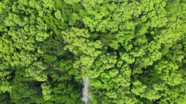 Mangrov ağaçları kıyı boyunca yetişen ve deniz hayvanları için bir çocuk yuvası olan mangrov ormanlarıdır..
