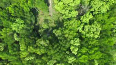 Mangrov ağaçları kıyı boyunca yetişen ve deniz hayvanları için bir çocuk yuvası olan mangrov ormanlarıdır..