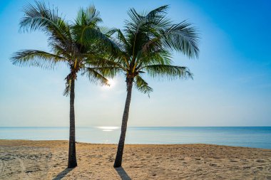 Hindistan cevizi ağaçları ve güzel deniz plajı.