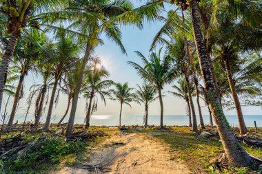 Hindistan cevizi ağaçları ve güzel deniz plajı.
