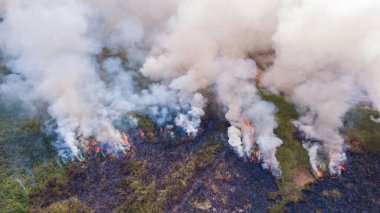 Vahşi yangınlar yazın ormanları daha yoğun yakıyor ve çok fazla duman var..