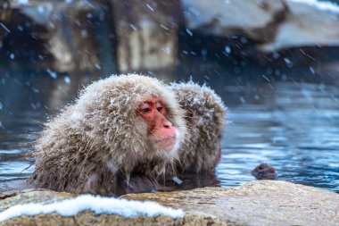 Japanese macaques or snow monkeys are soaking in warm water in winter when a lot of snow falls in Japan, Asia. clipart