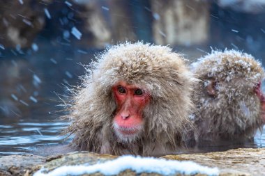 Japon makaklar ya da kar maymunları Japonya ve Asya 'ya çok kar yağdığında kışın ılık suda sırılsıklam olurlar..