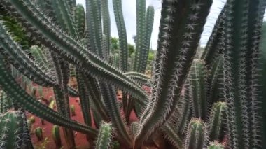 Çeşitli kaktüslerden oluşan bir bahçe.