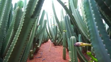 Çeşitli kaktüslerden oluşan bir bahçe.