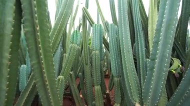 Çeşitli kaktüslerden oluşan bir bahçe.