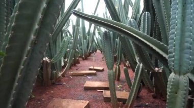 Çeşitli kaktüslerden oluşan bir bahçe.