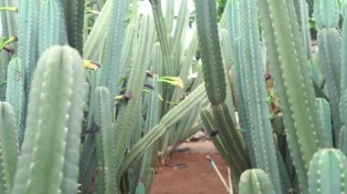 Çeşitli kaktüslerden oluşan bir bahçe.