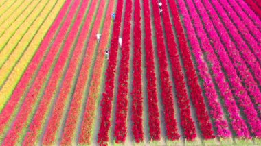 Güzel çiçek tarlaları