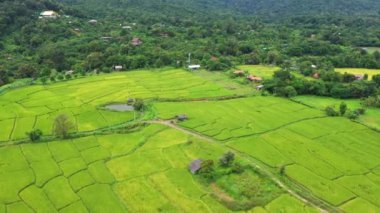 Chiang Mai Eyaleti, Kuzey Tayland, Asya 'da yetiştirme mevsiminde pirinç tarlaları