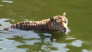 Kaplanlar yazın suda oynuyorlar..