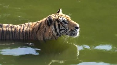 Kaplanlar yazın suda oynuyorlar..