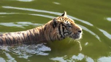 Kaplanlar yazın suda oynuyorlar..