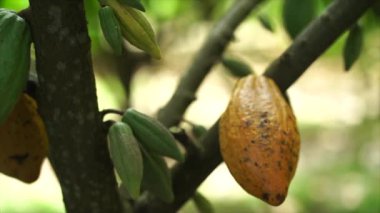  Bahçedeki kakao meyveleri