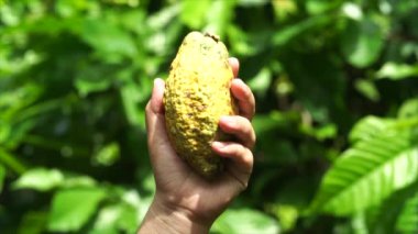  Bahçedeki kakao meyveleri