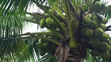 Hindistan cevizi ağacının üzerinde birçok meyve var.