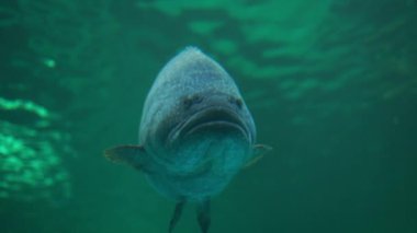 Büyük bir orfoz tuzlu suda yüzüyor.