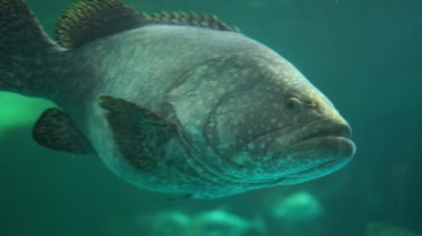 Büyük bir orfoz tuzlu suda yüzüyor.